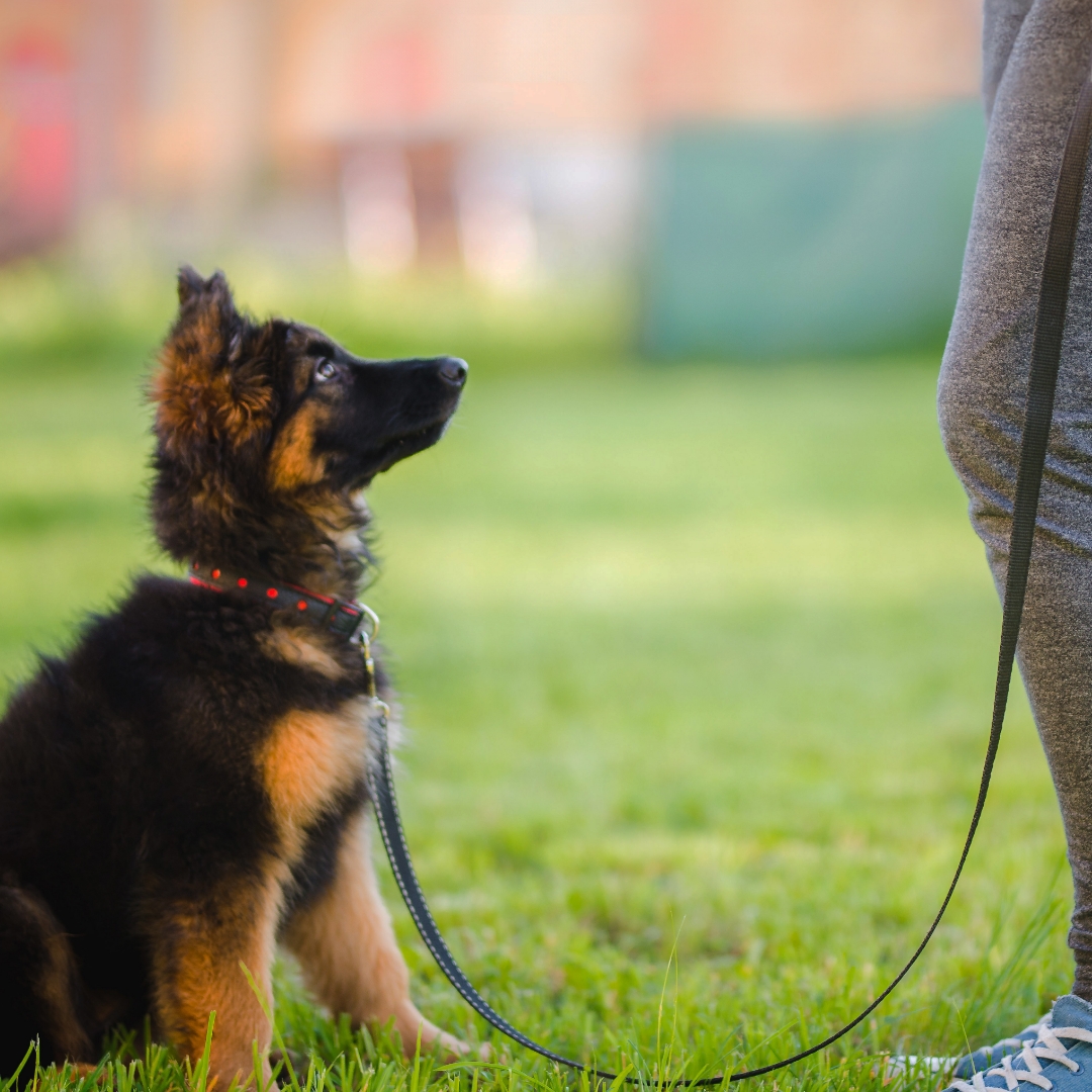 <strong>HOW TO TRAIN A PUPPY</strong><br><br>Puppy training is lots of fun, and it&rsquo;s great to get the whole family involved. But there&rsquo;s no doubt...